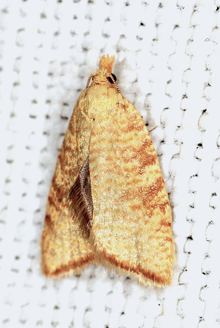 Tortricidae N. 1